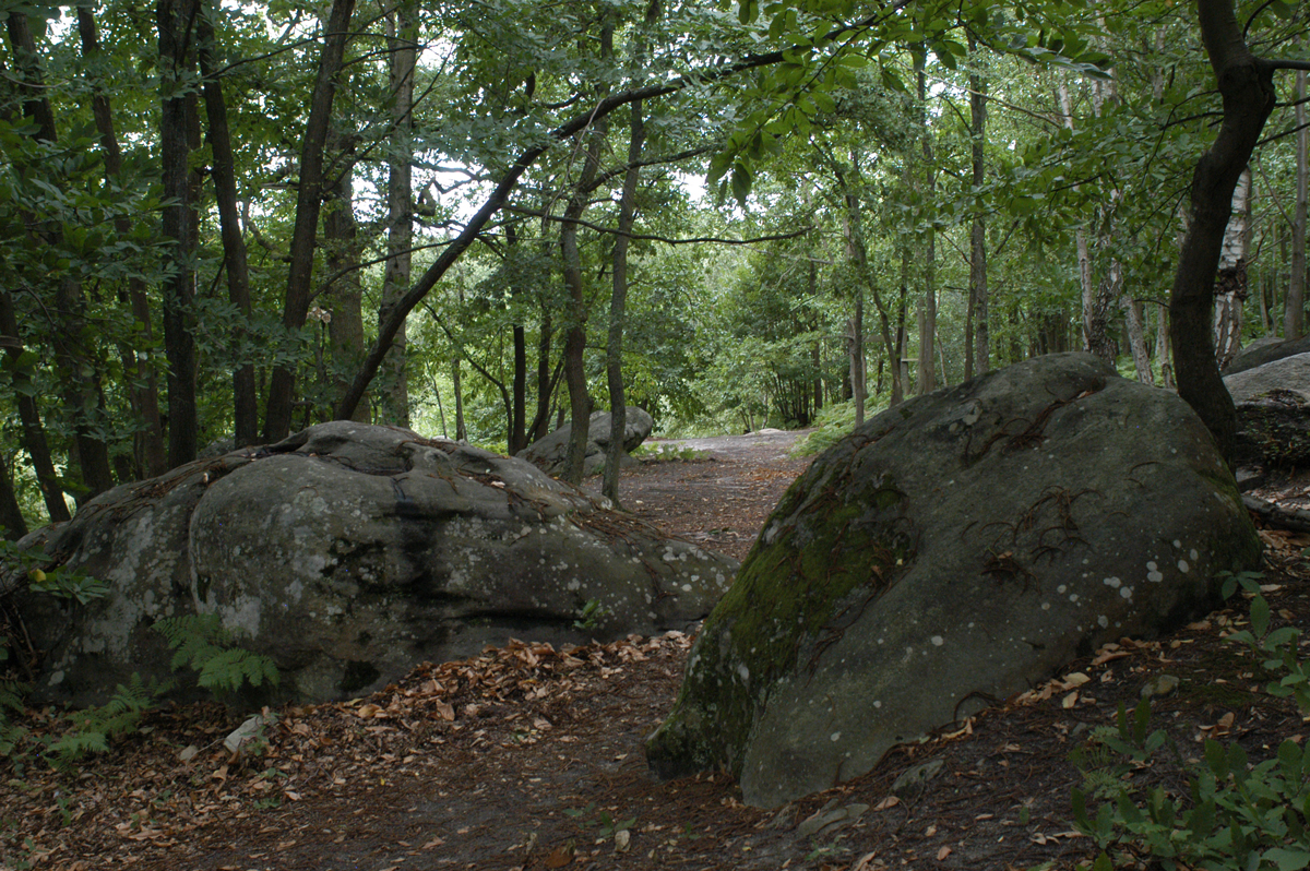 Foret De L Essonne En 6 Lettres À la découverte de nos forêts - Grand Paris Sud